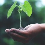 A sapling is in hand