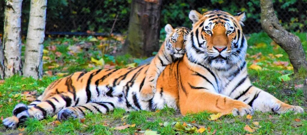 A lying down tiger looking with cub on its back
