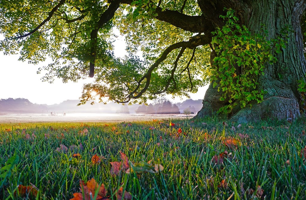 A thick trunked tree and green grass landscape with background of lake