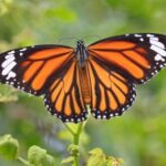 A butterfly sits on a flower with spreaded wings