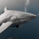 Scuba diver and shark