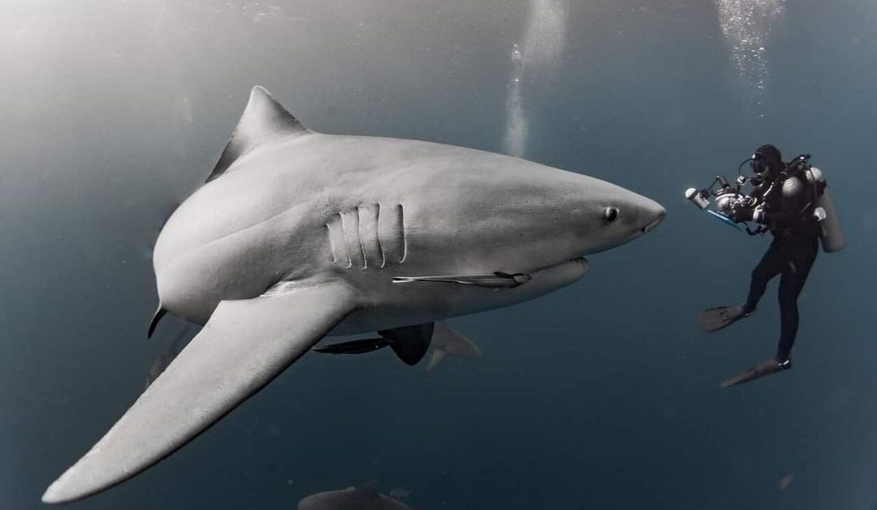 கிறிஸ்டினா! கடல் சுறாக்களைக் காக்கும் கருணை. Cristina! The Kindness that Saves Sharks. Cristina! Kadal Suraakkalai Kaakkum Karunai.