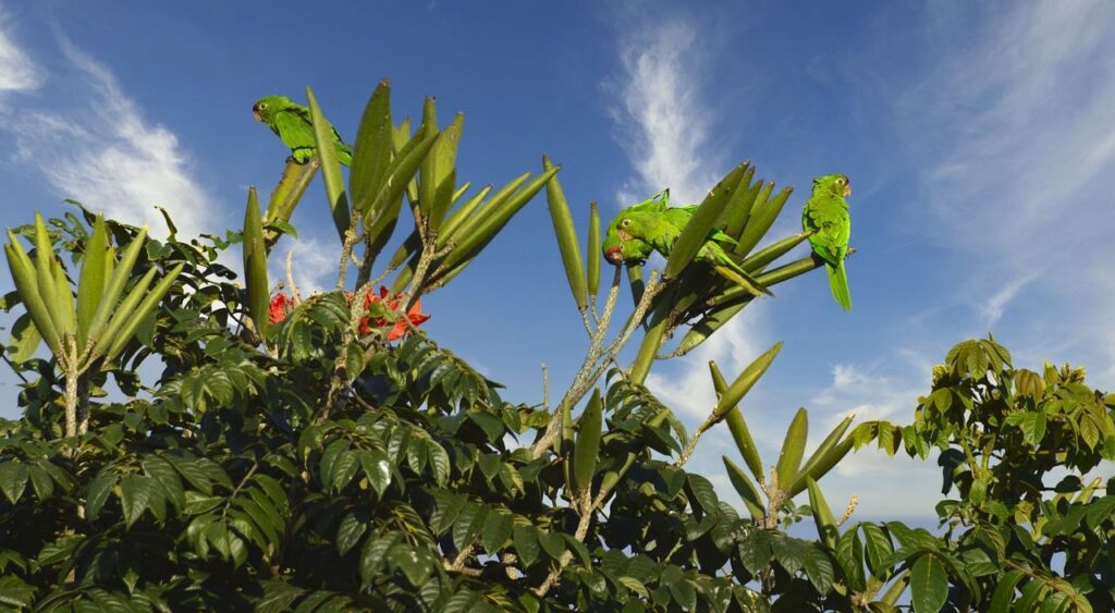 The parrots are on the tree